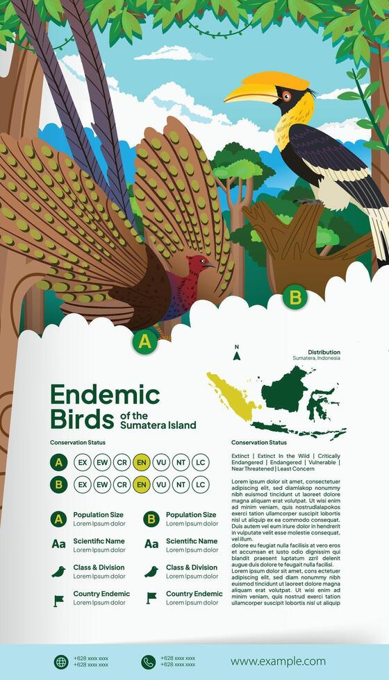 Conservation Flyer layout idea Indonesian Sumatera birds flat illustration vector
