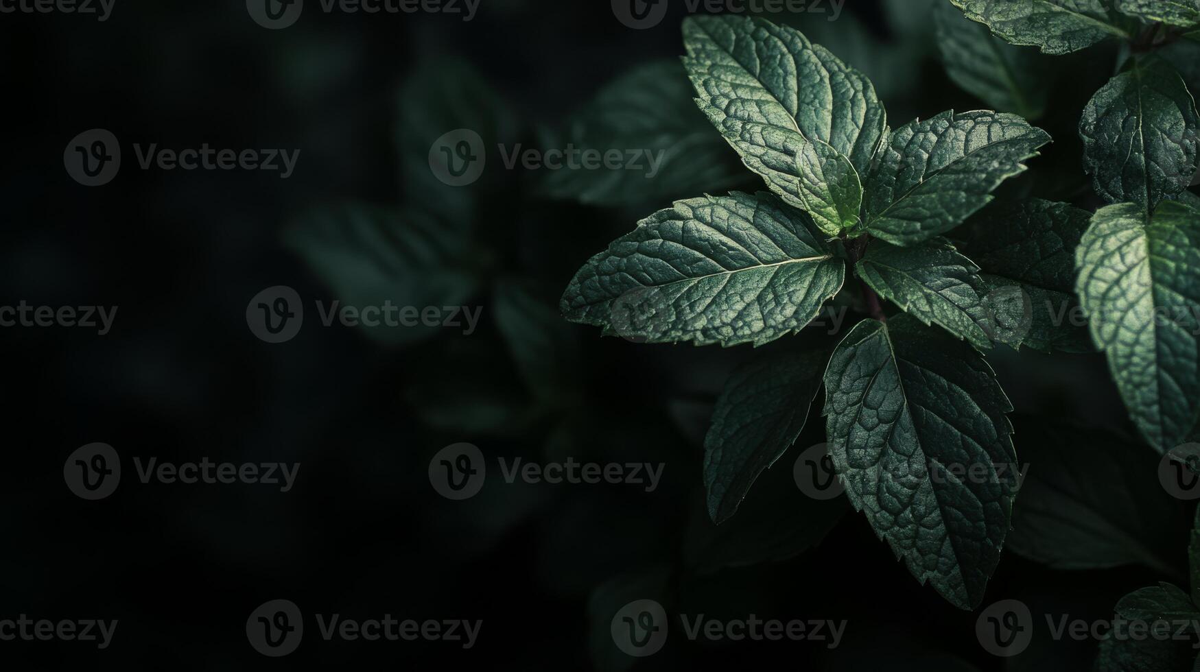 The imagery shows a closeup of a healthy peppermint plant with vibrant green leaves. Mentha piperita is known for its refreshing aroma and versatile culinary uses in dishes and beverages photo