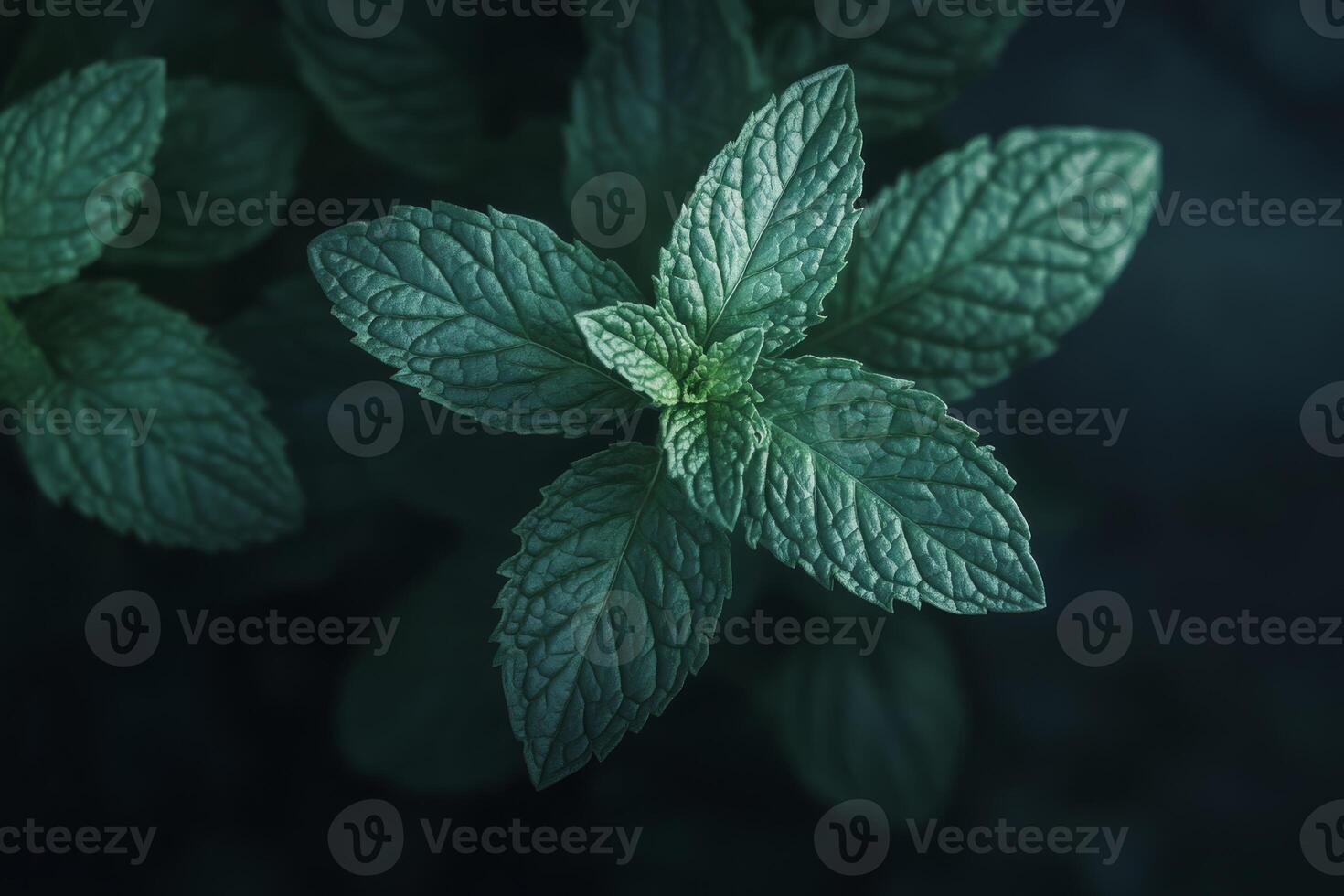 Experience the refreshing and invigorating essence of peppermint Mentha piperita, characterized by its vibrant green leaves, making it a fantastic addition to any garden or natural outdoor setting photo