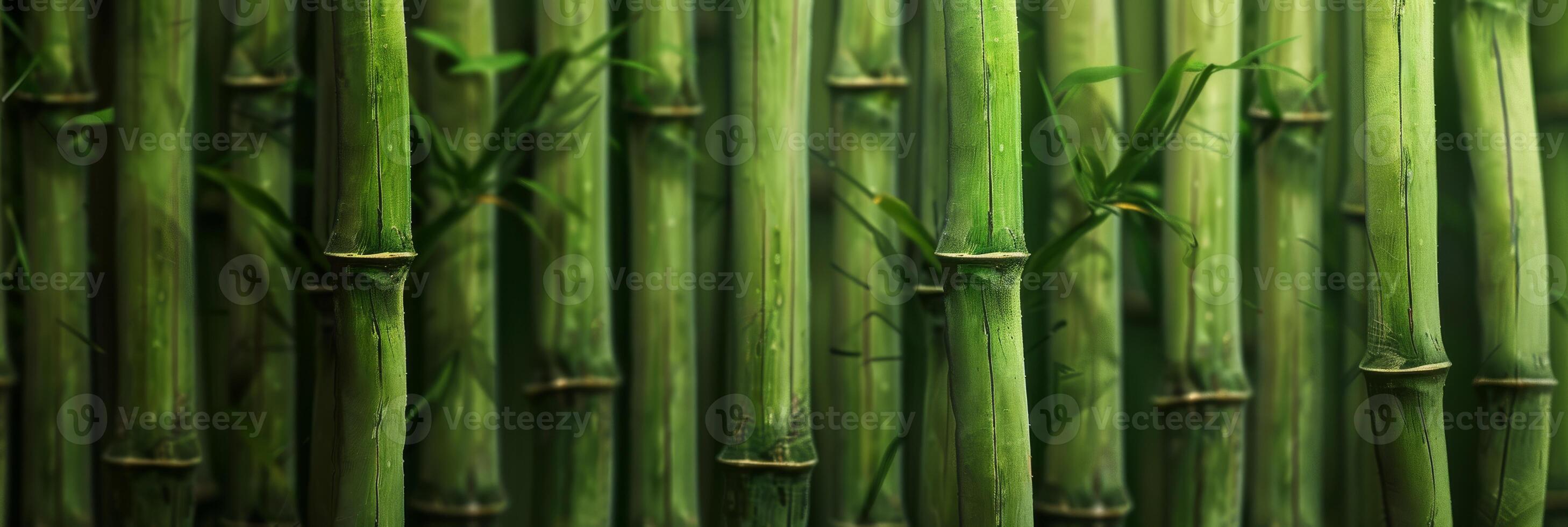 The vibrant bamboo stalks create a serene and calming atmosphere that is perfect for various naturethemed projects photo