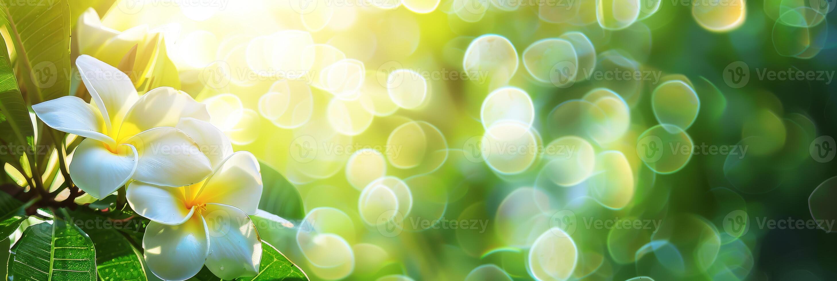 This closeup view captures vibrant frangipani flowers blooming in sunlight, surrounded by lush greenery and enchanting bokeh, creating a magical atmosphere filled with color and life photo