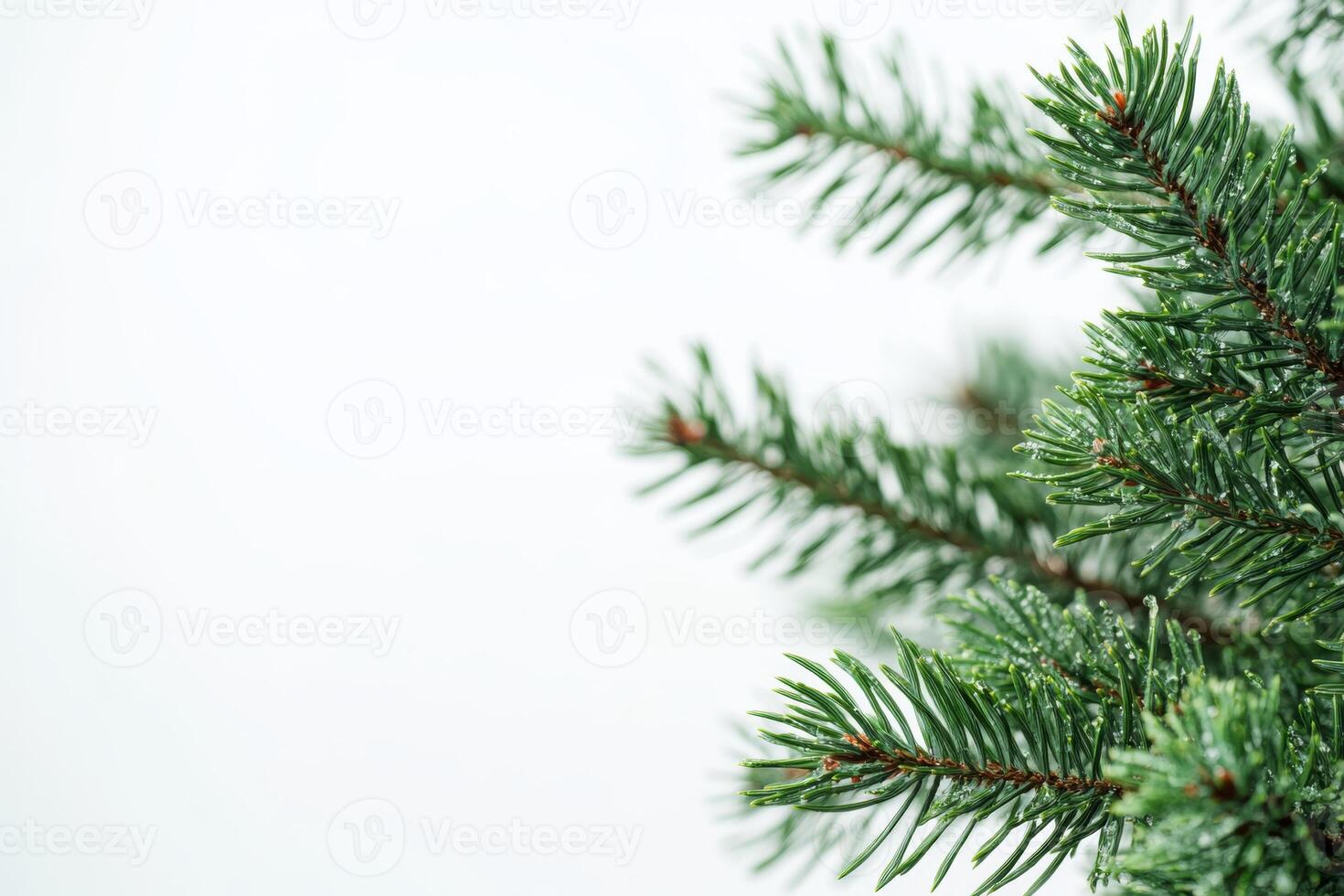 A closeup of a vibrant conifer Christmas tree branch is set against a softly blurred white background, highlighting its charm and details, appealing to nature lovers in the festive season photo