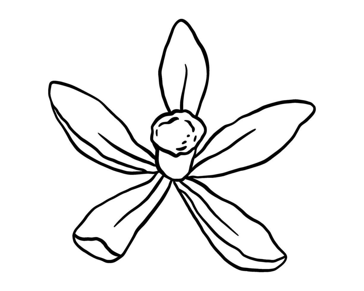 Vanilla flower line sketch. Hand drawn isolated illustration spice plant. vector