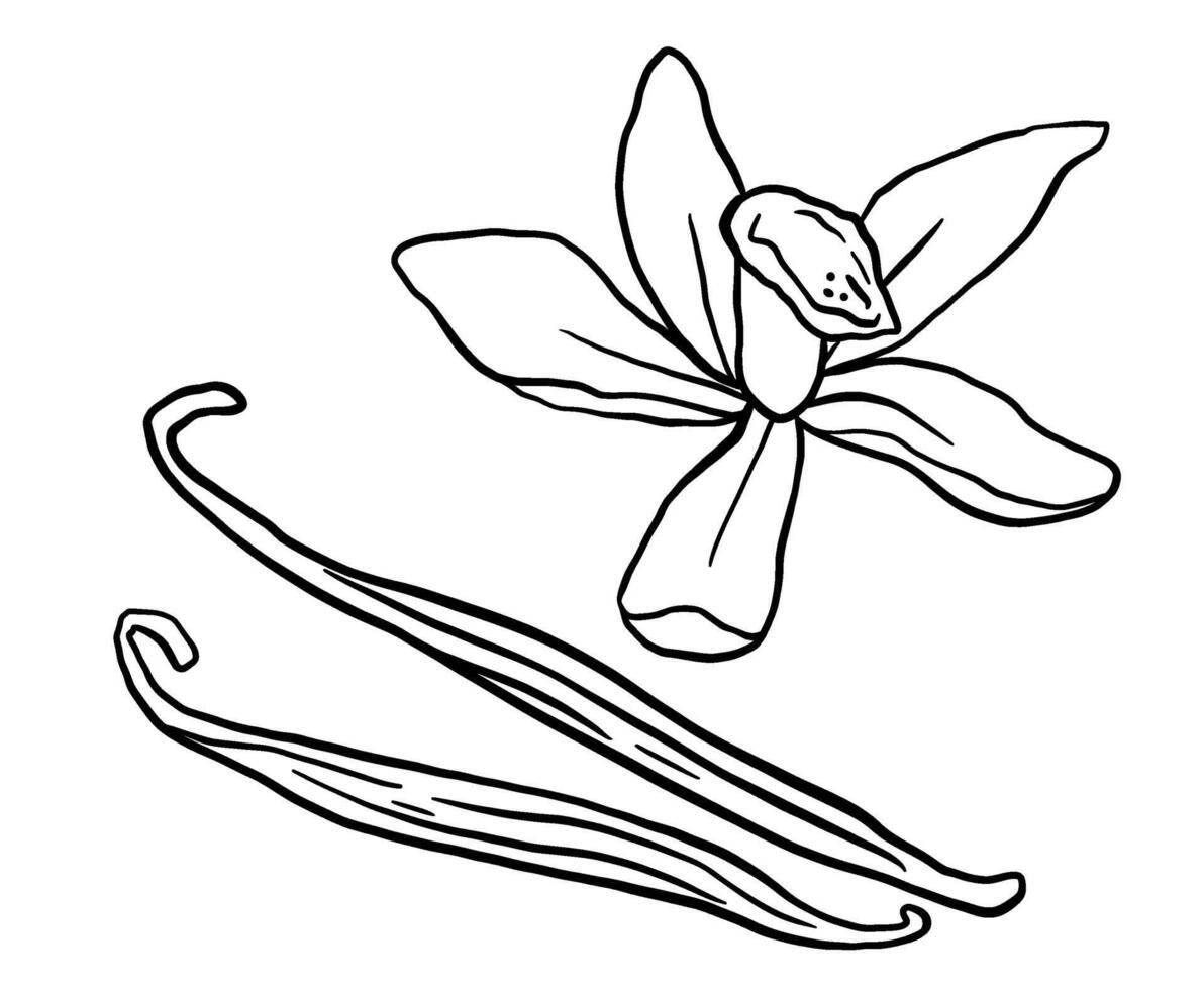 Vanilla flower and pods line sketch. Hand drawn isolated illustration spice plant. vector