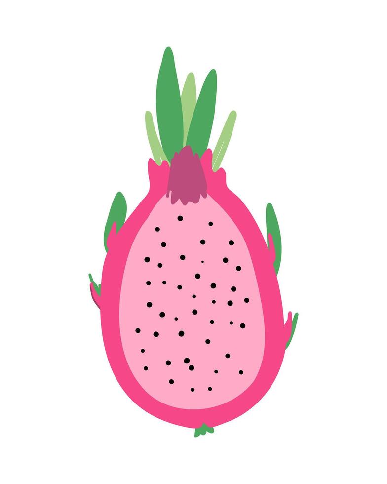 Dragon fruit pitaya half sliced for package design. Ripe pitahaya tropical fruit isolated on white background. vector