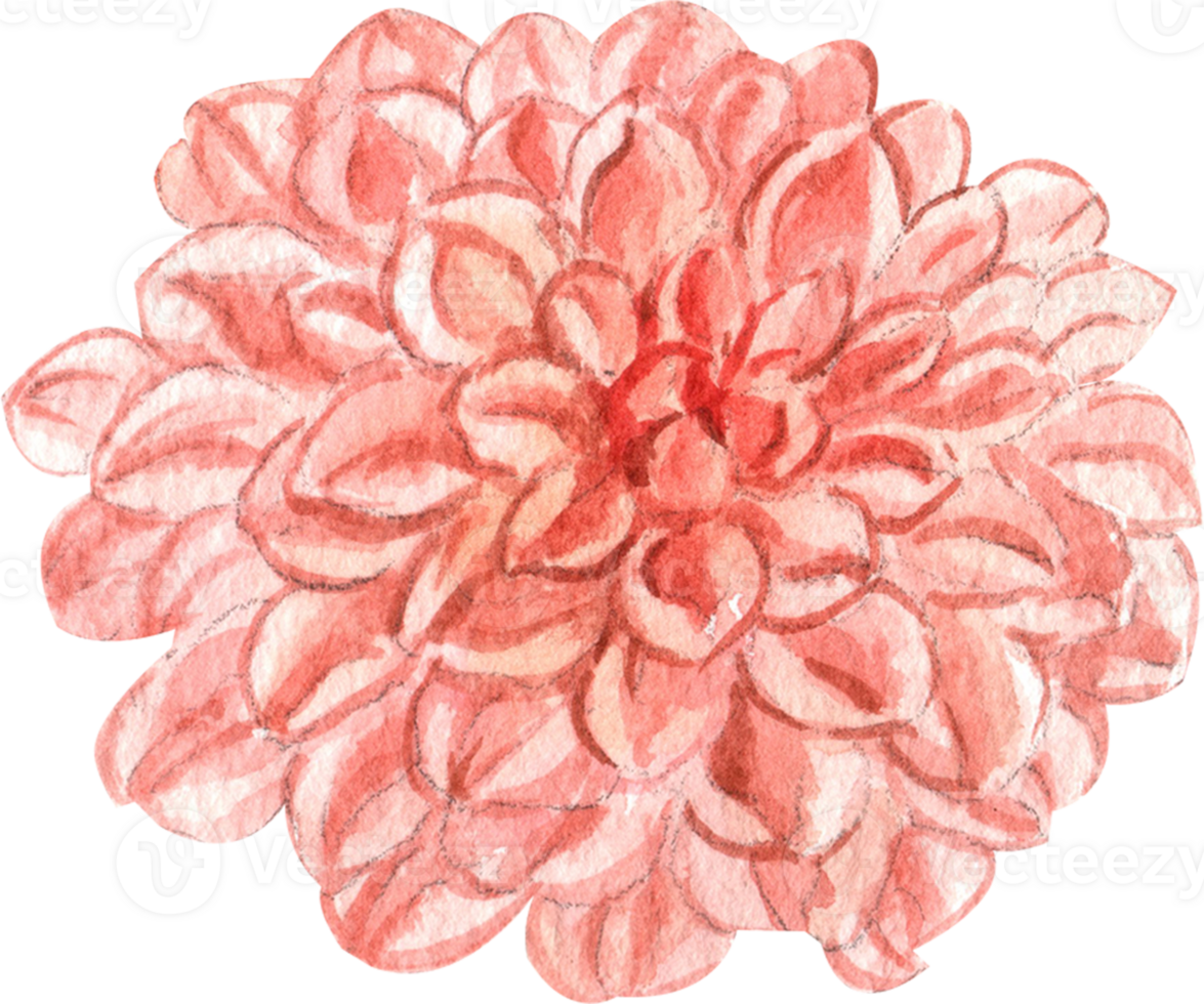 Handdrawn Watercolor Ferneliff Copper Dahlia png