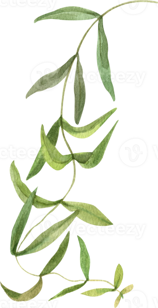 Handdrawn Watercolor Eucalyptus Nicholii Leaves png