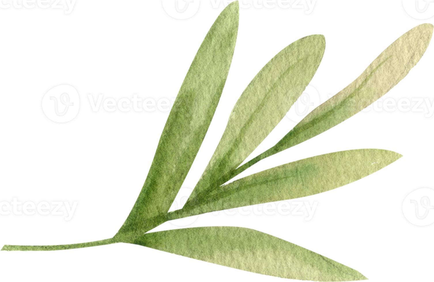 Handdrawn Watercolor Rosemarry leaves png