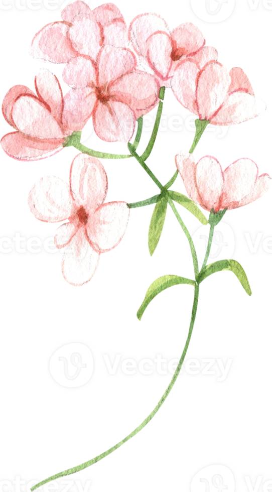 Handdrawn Watercolor Pink Forget me not Flower png