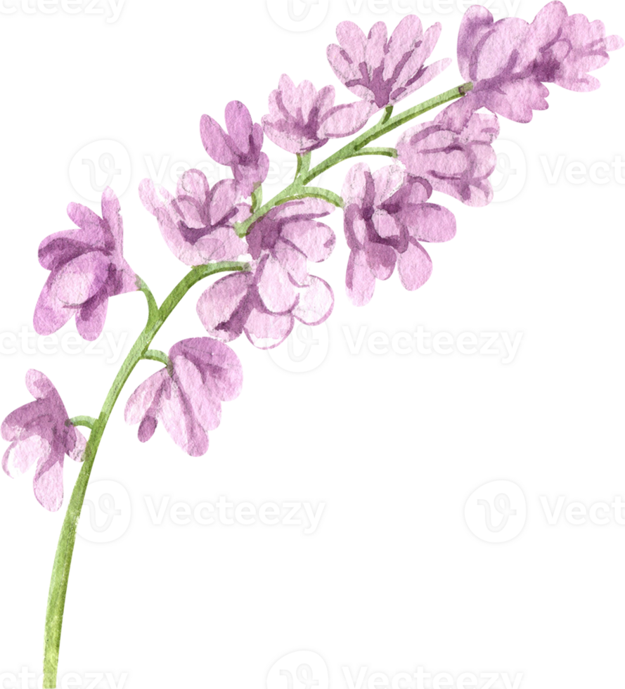 Handdrawn Watercolor Purple Larkspur Flowers png