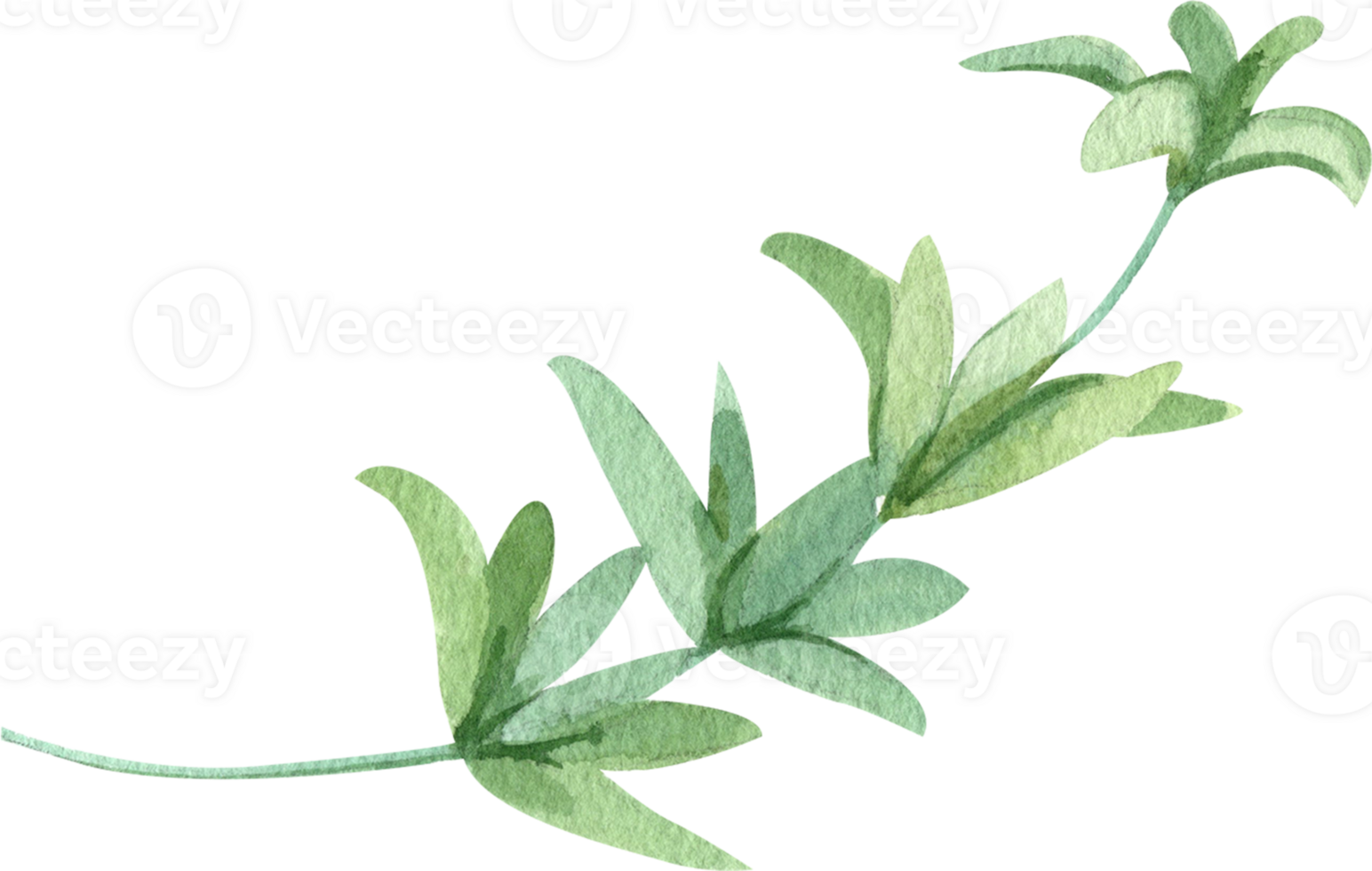 Handdrawn Watercolor Green leaf stem png