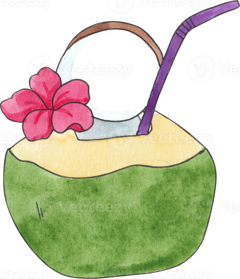 One coconut with a red flower attached, hand-drawn watercolor illustration png