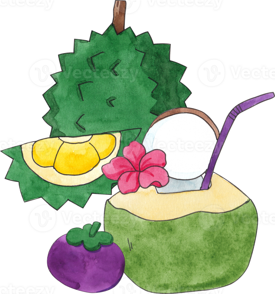 one durian, coconut with a red flower, and purple mangosteen, hand-drawn watercolor illustration png