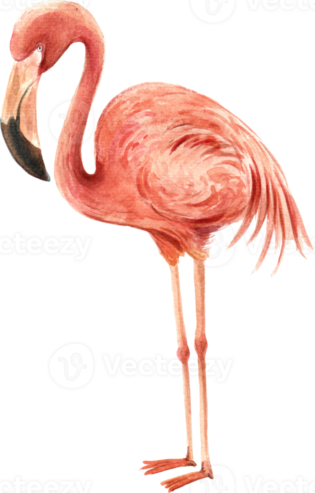 Flamingo bird element png