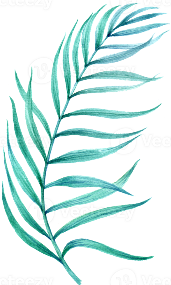 Green leaf tropical watercolor elements png