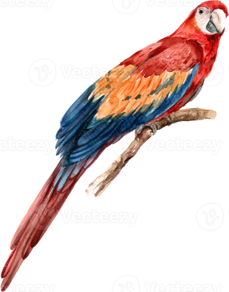 Scaret macaw bird watercolor element png