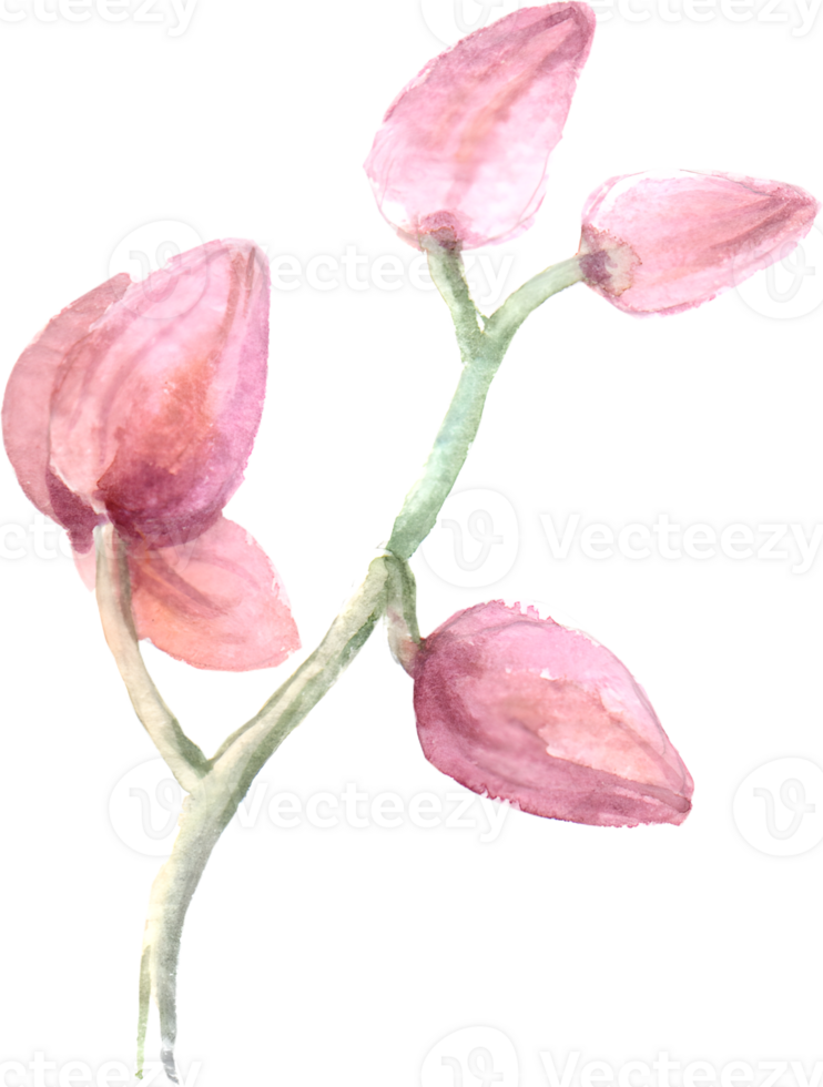 Handdrawn Tropical flower and animal watercolor png