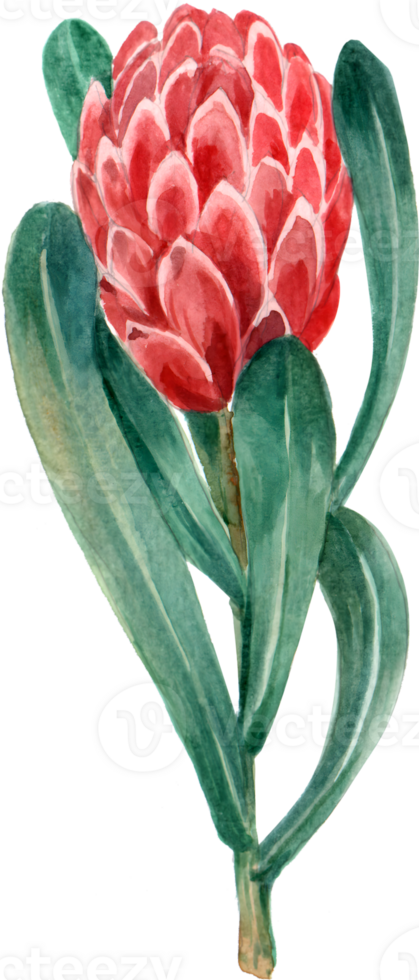 Handdrawn Tropical flower and animal watercolor png