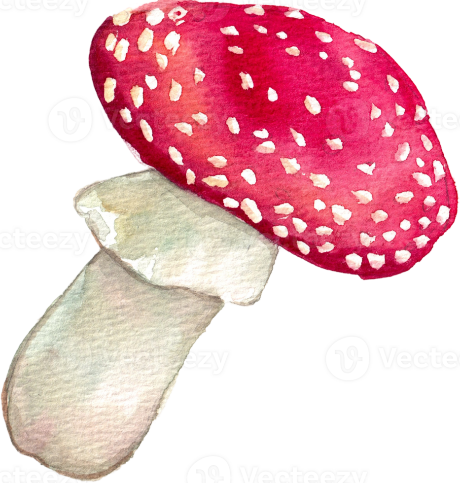 Handdrawn mushroom watercolor png