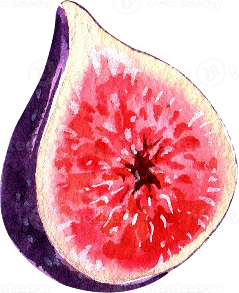 Handdrawn fruit Tart dessert watercolor png