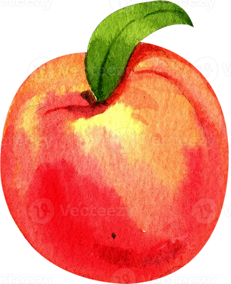 Handdrawn fruit Tart dessert watercolor png