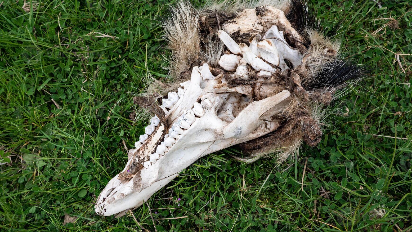 Animal skull lying in grass old bleached by sun teeth death photo