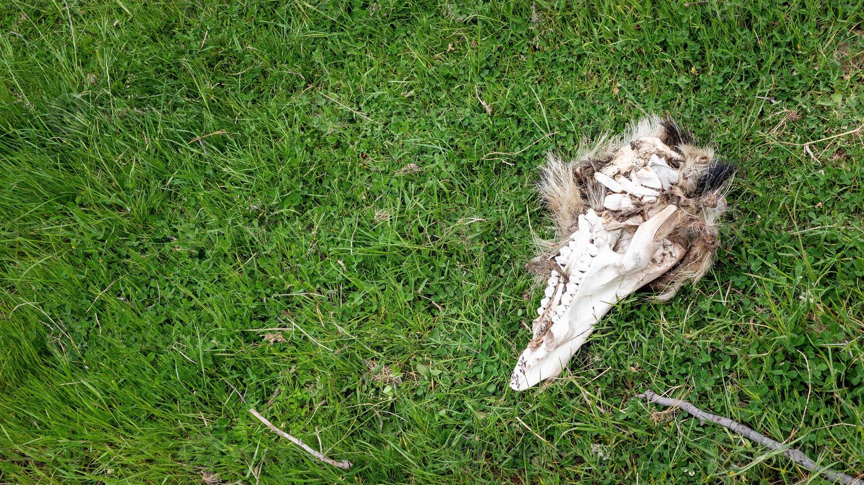 Animal skull lying in grass old bleached by sun teeth death photo