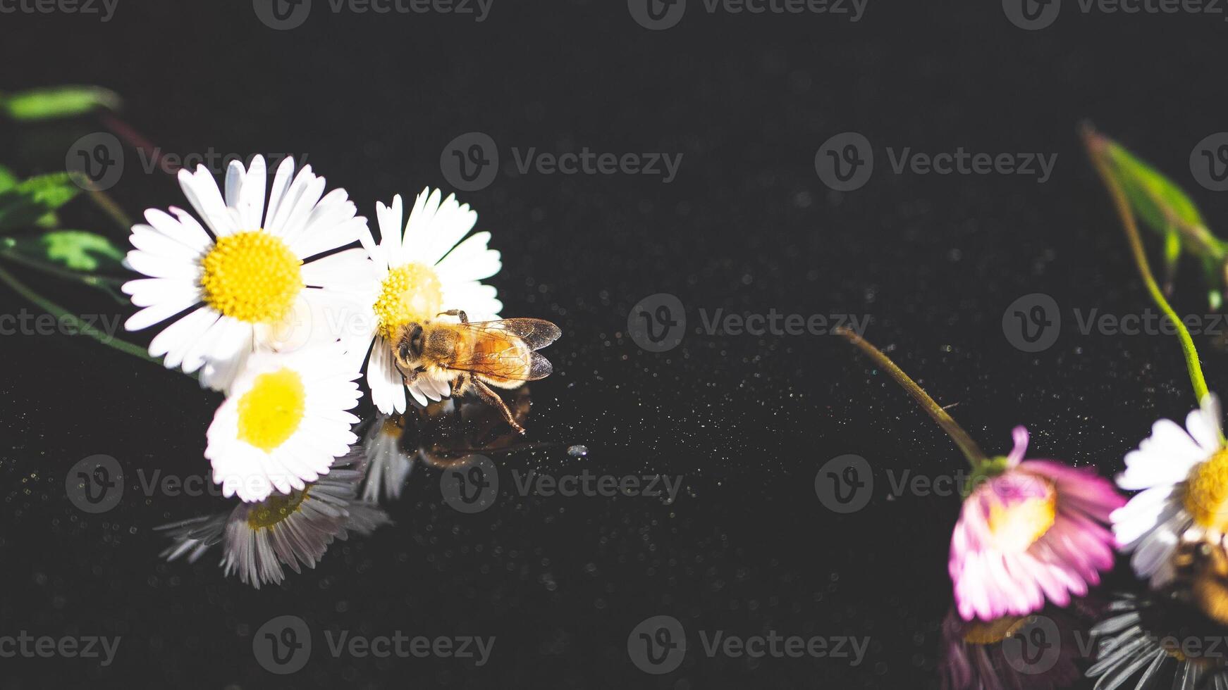 Bee on a flower close up macro black glass background artistic photo