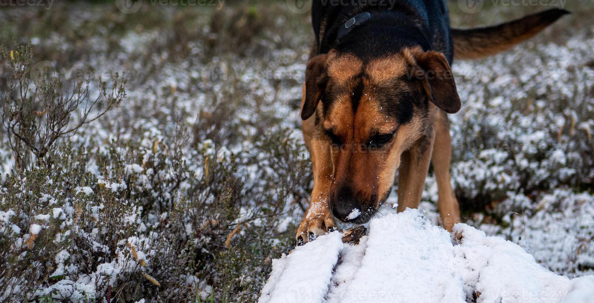 Huntaway dog looking at and sniffing snow photo