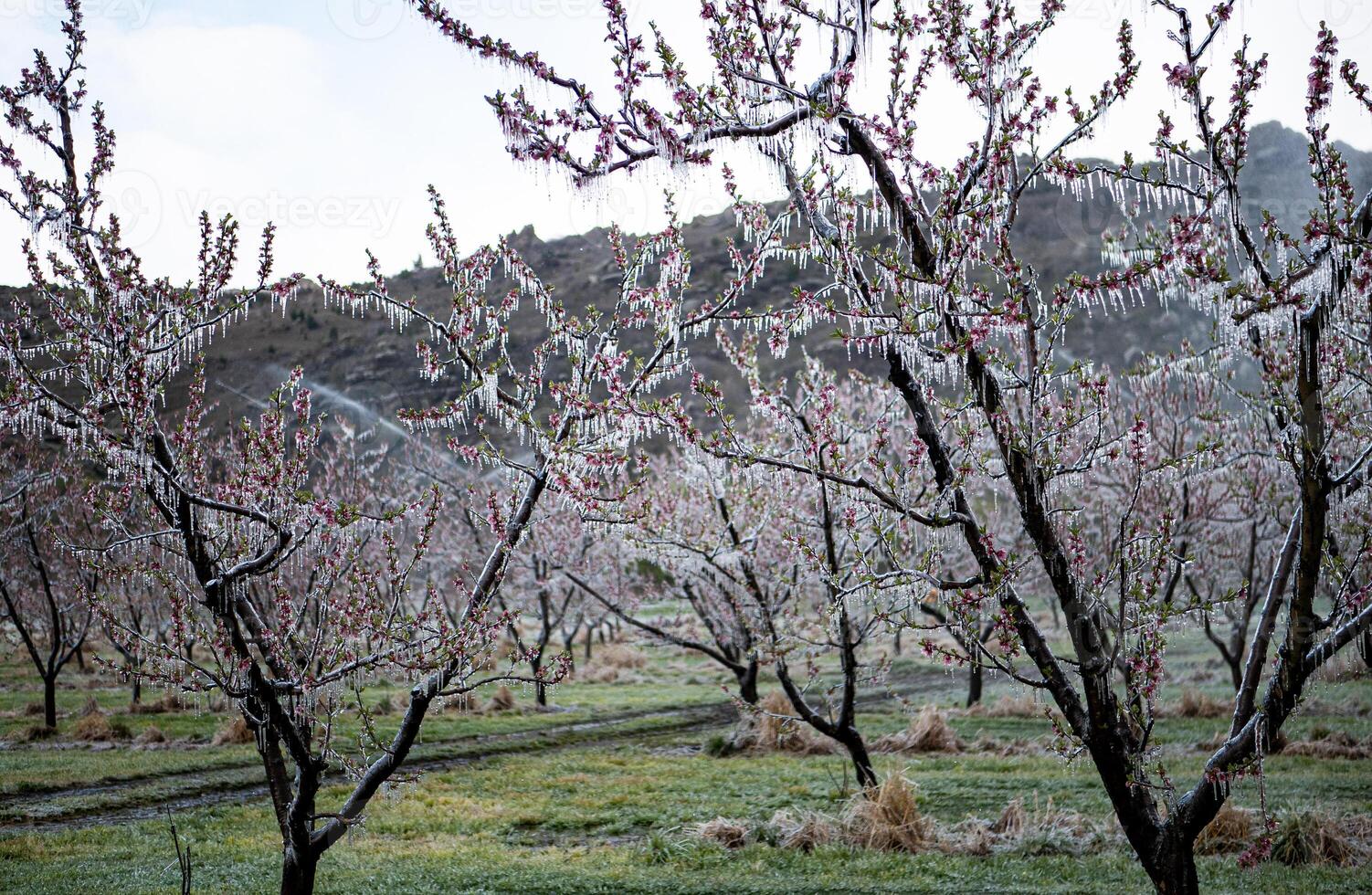 Orchard trees covered in ice blossom frost fighting flowers frozen photo