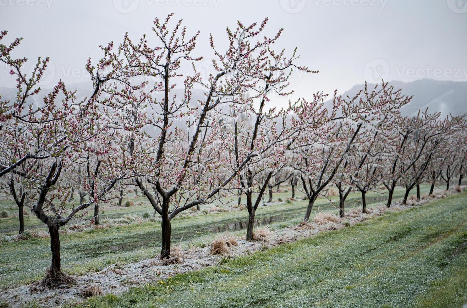 Orchard trees covered in ice blossom frost fighting flowers frozen photo