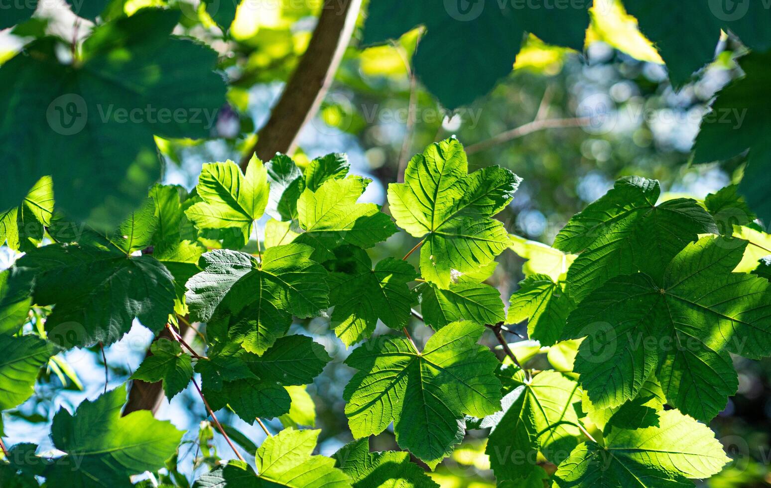 Close up of green leave sun shining through good weather day summer photo