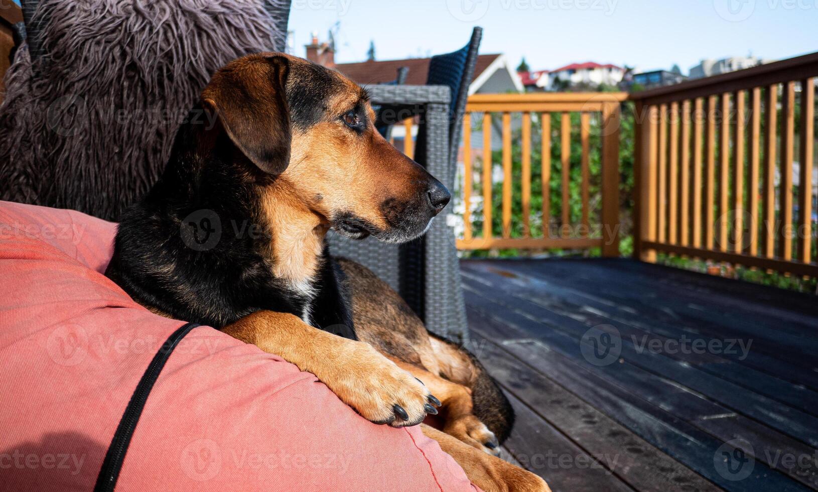 Huntaway happy dog resting on a bean bag photo