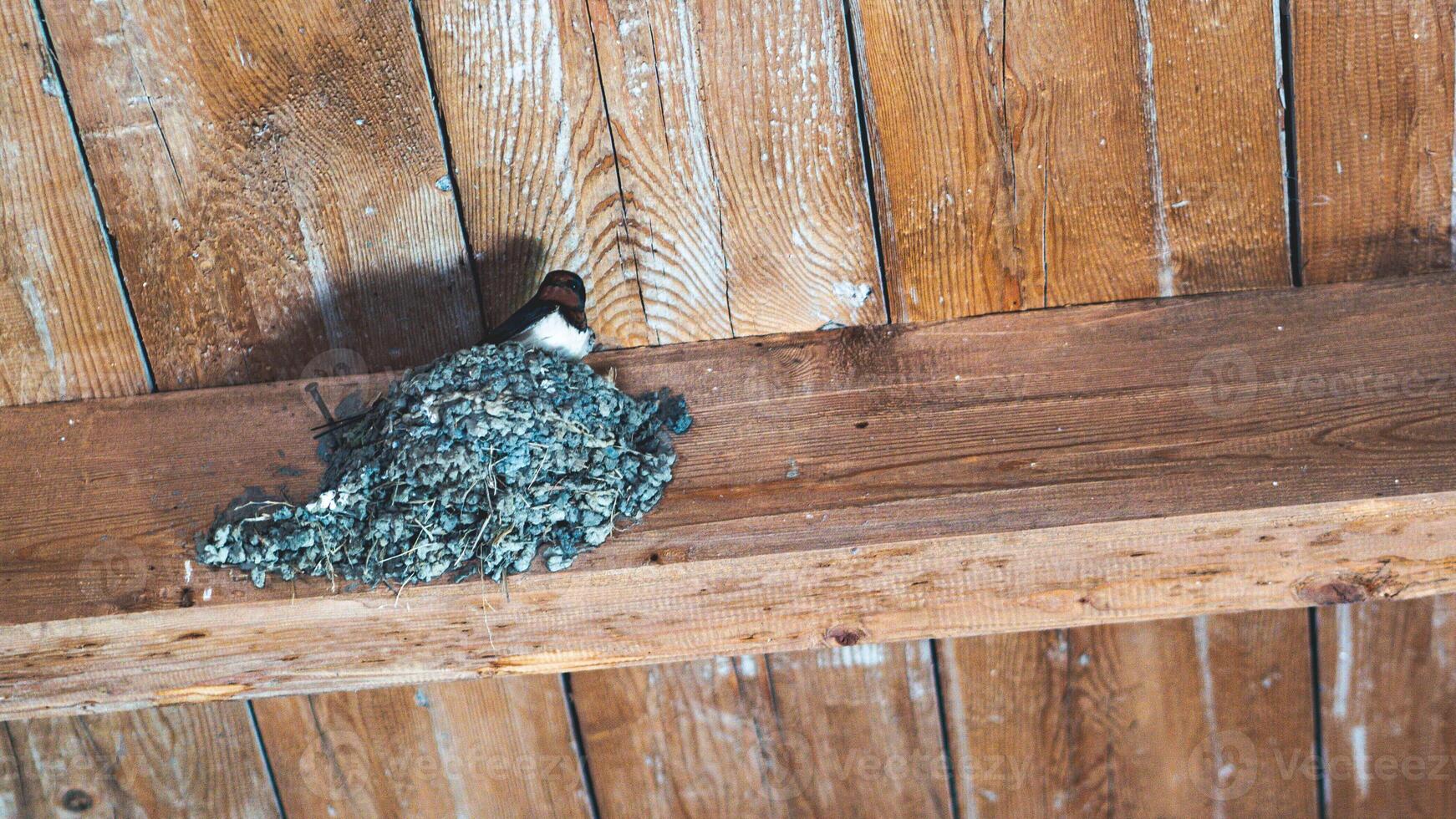 A swallow bird in its nest under roof photo