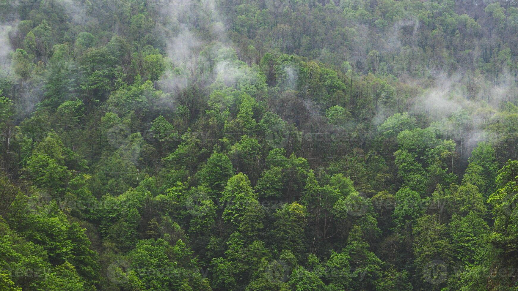 Lush green forest with bits of cloud fog in Georgia photo