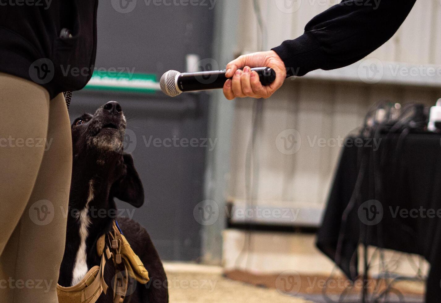 A dog barking into a microphone photo