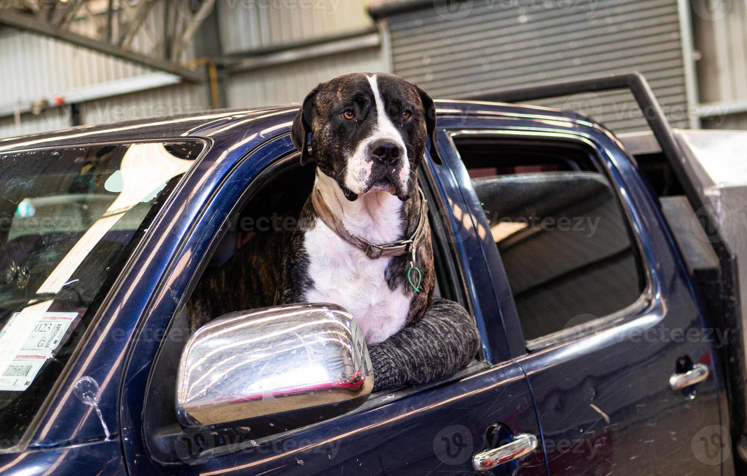 A dog sitting in a car looking out the window photo