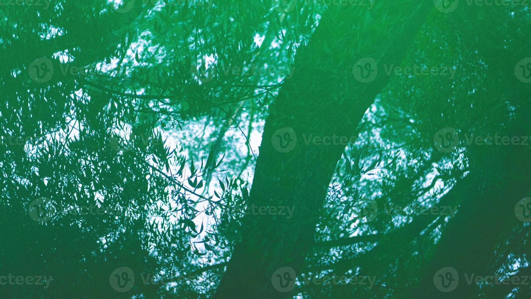 Tree leaves reflection in green puddle artistic expression photo
