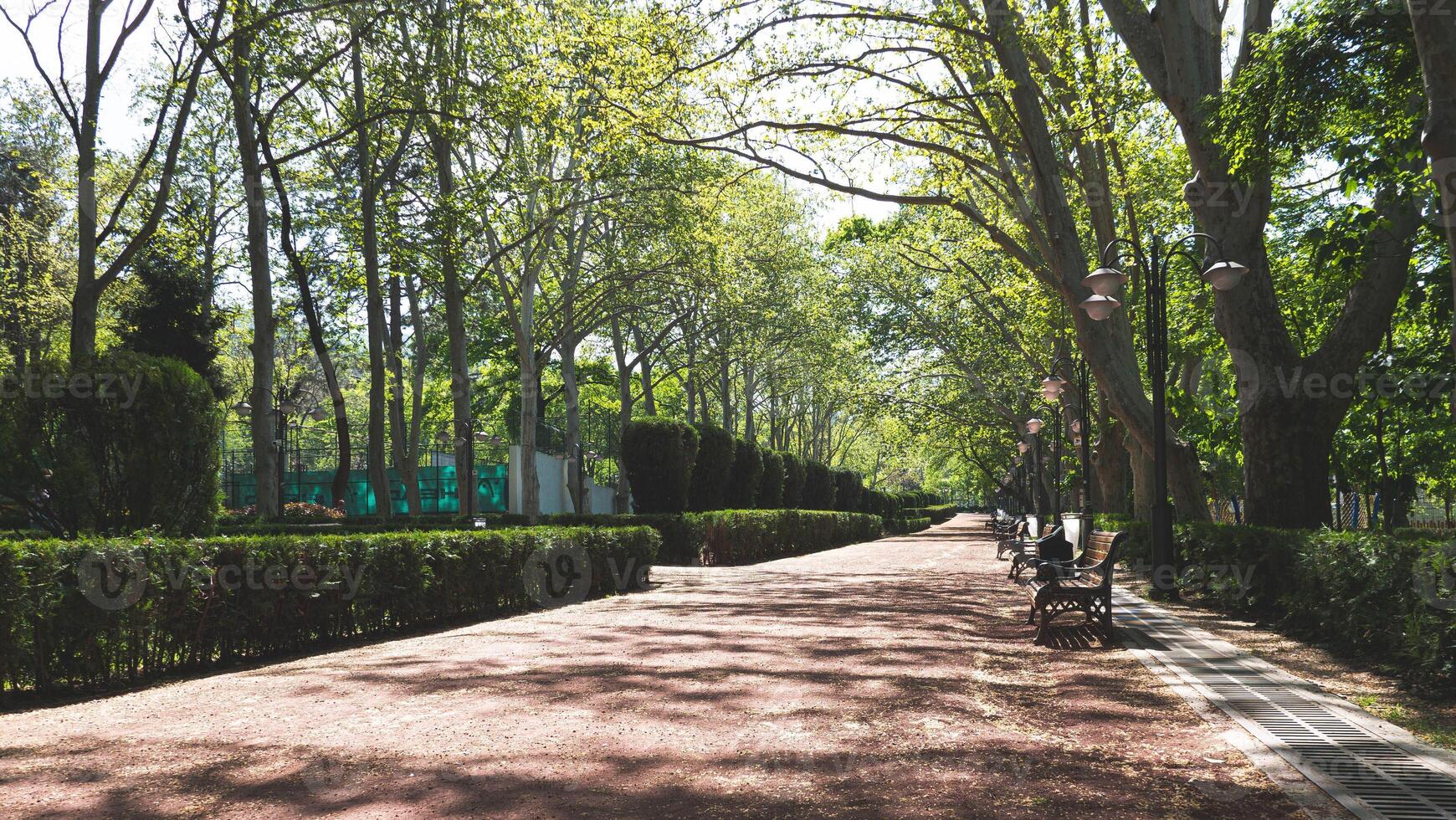 A path walking leading through park forest green trees plants around photo