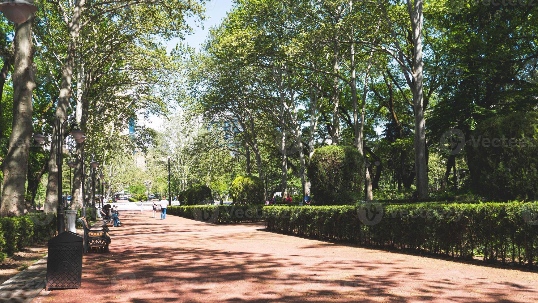 A path walking leading through park forest green trees plants around photo