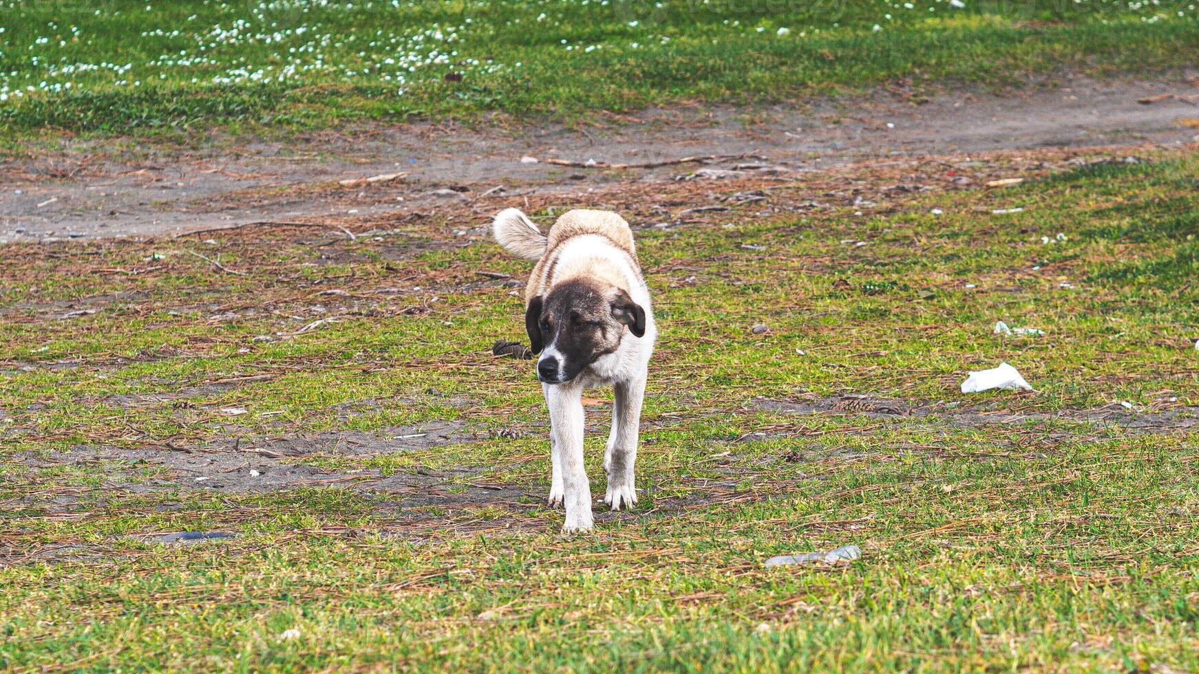Stray homeless dog on the streets of country Georgia beautiful animals fluffy cute photo