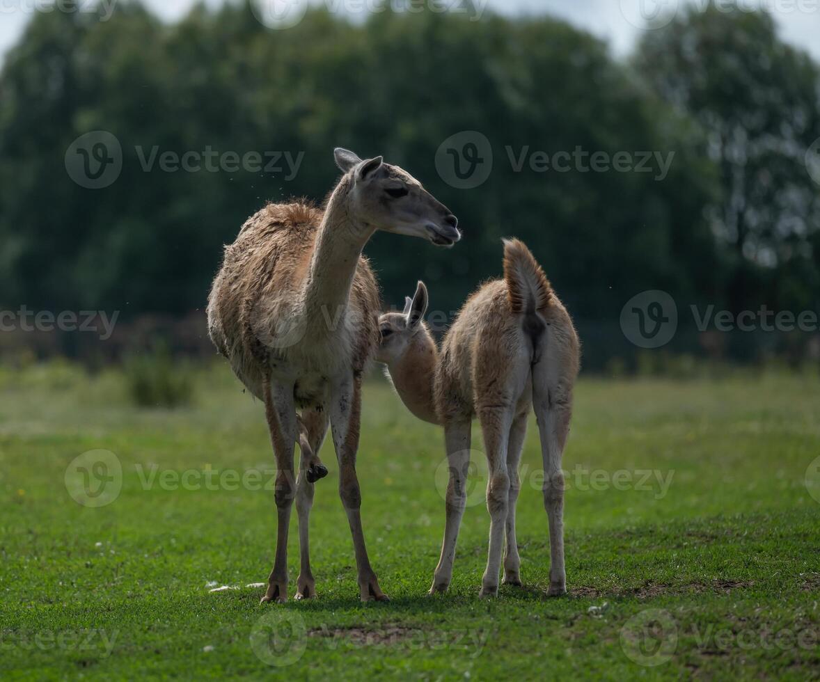 Guanaco Mother and Calf in Open Field photo