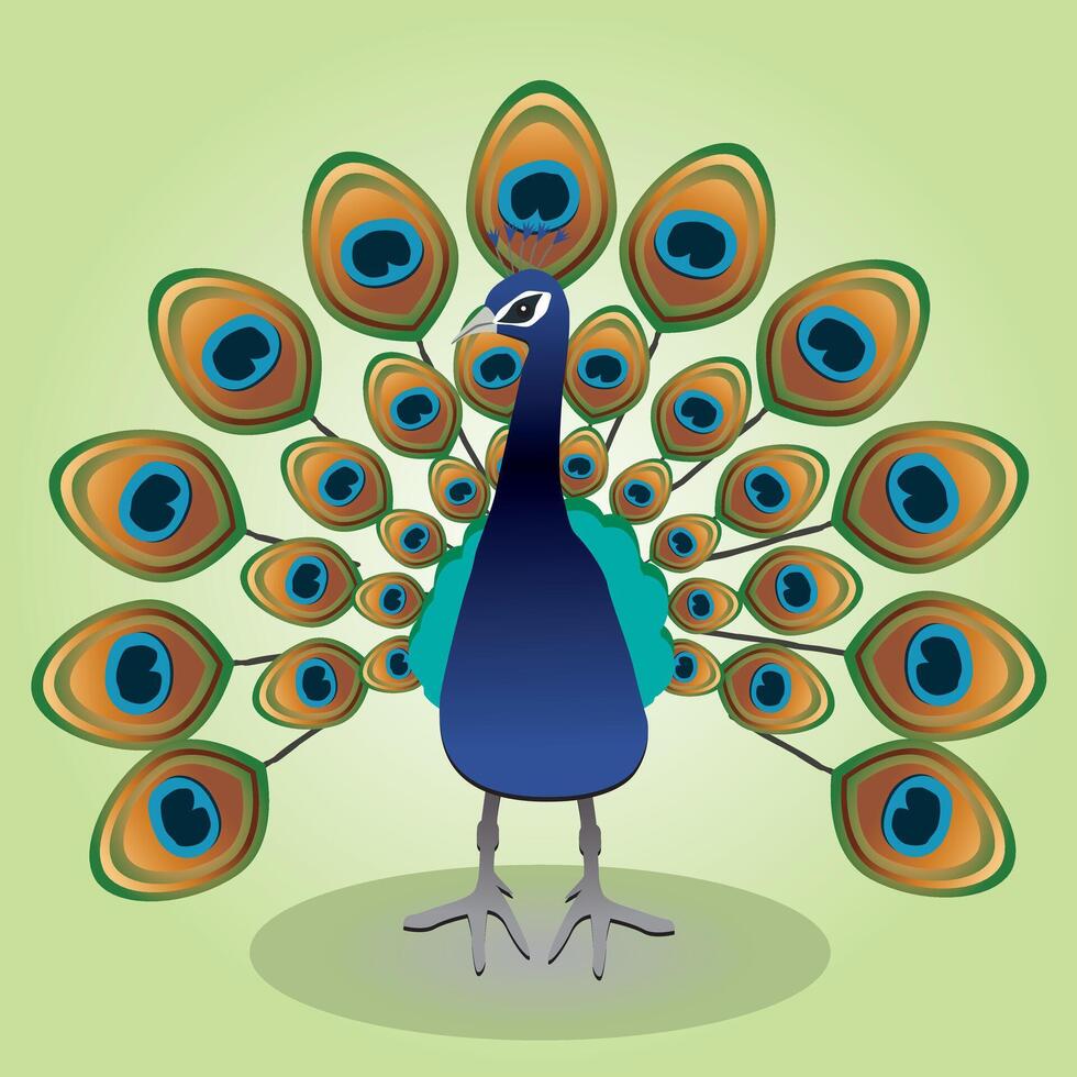 A peacock showing his tail vector
