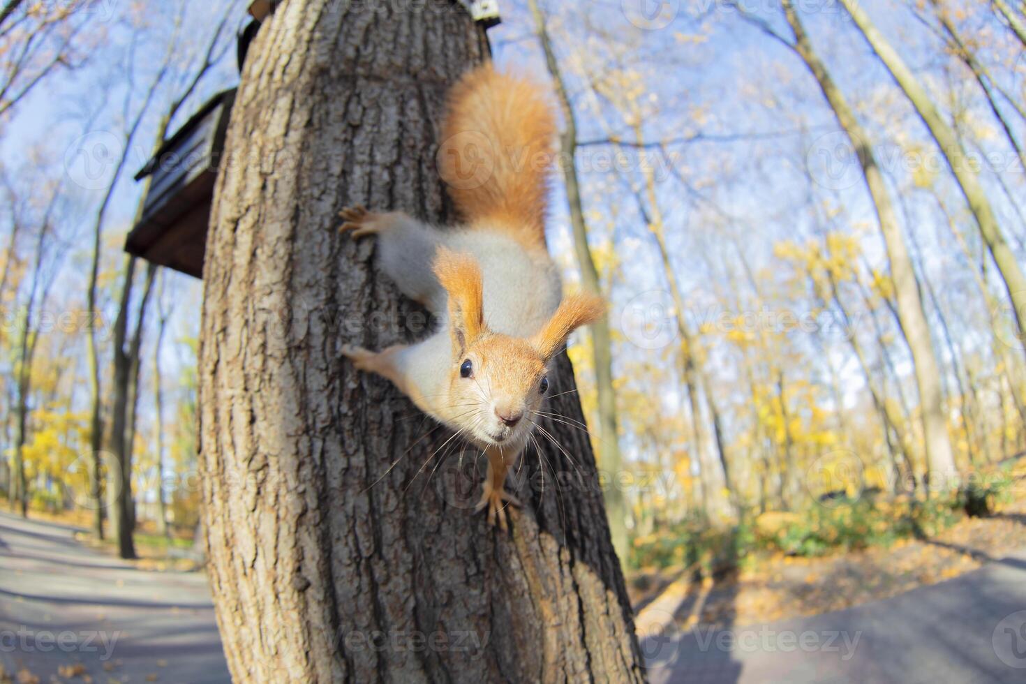 Squirrel on a tree in a natural habitat photo