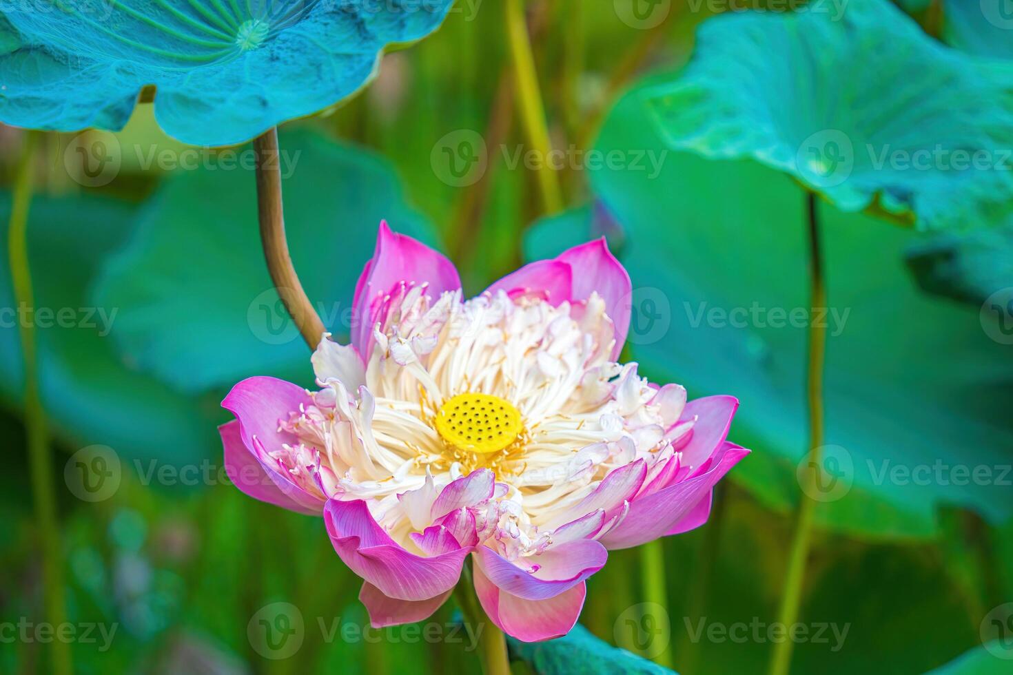 Focus of lotus ponds in peaceful and quiet countryside. This is the flower of the Buddha and is useful for human food photo
