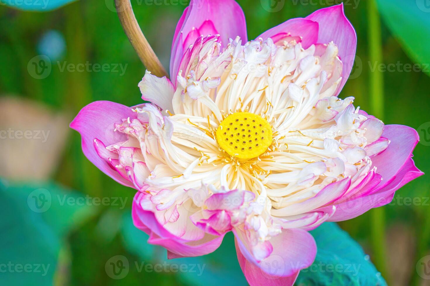 Focus of lotus ponds in peaceful and quiet countryside. This is the flower of the Buddha and is useful for human food photo