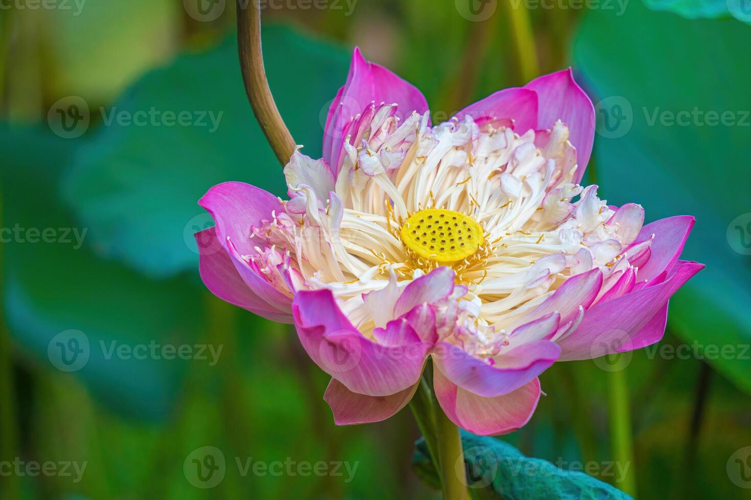 Focus of lotus ponds in peaceful and quiet countryside. This is the flower of the Buddha and is useful for human food photo