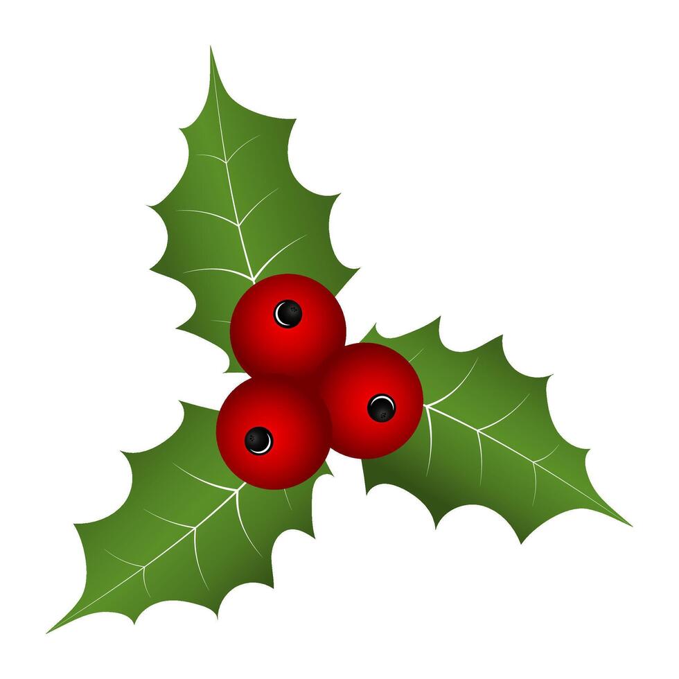 Christmas holly plant on white background vector