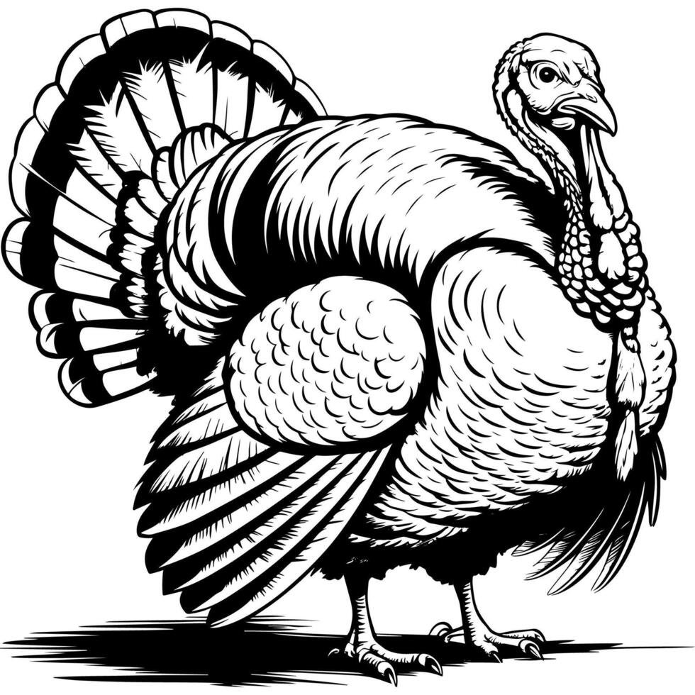 Intricate line art of a turkey in black and white vector
