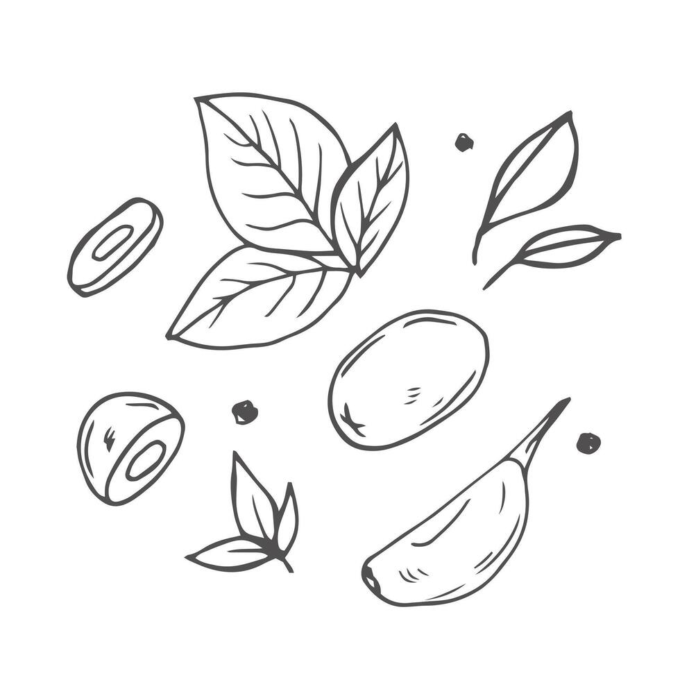 illustration Set of herbs leaf hand drawn sketch, culinary herbs and spices line art vector